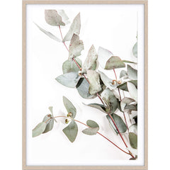 Love your space Eucalyptus I photographic Print |The Home Maven
