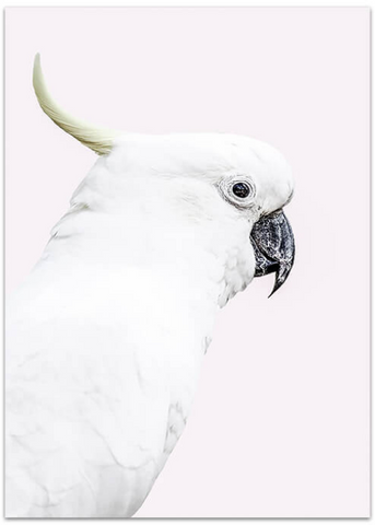 White cockatoo photographic print |Various sizes | The Home Maven