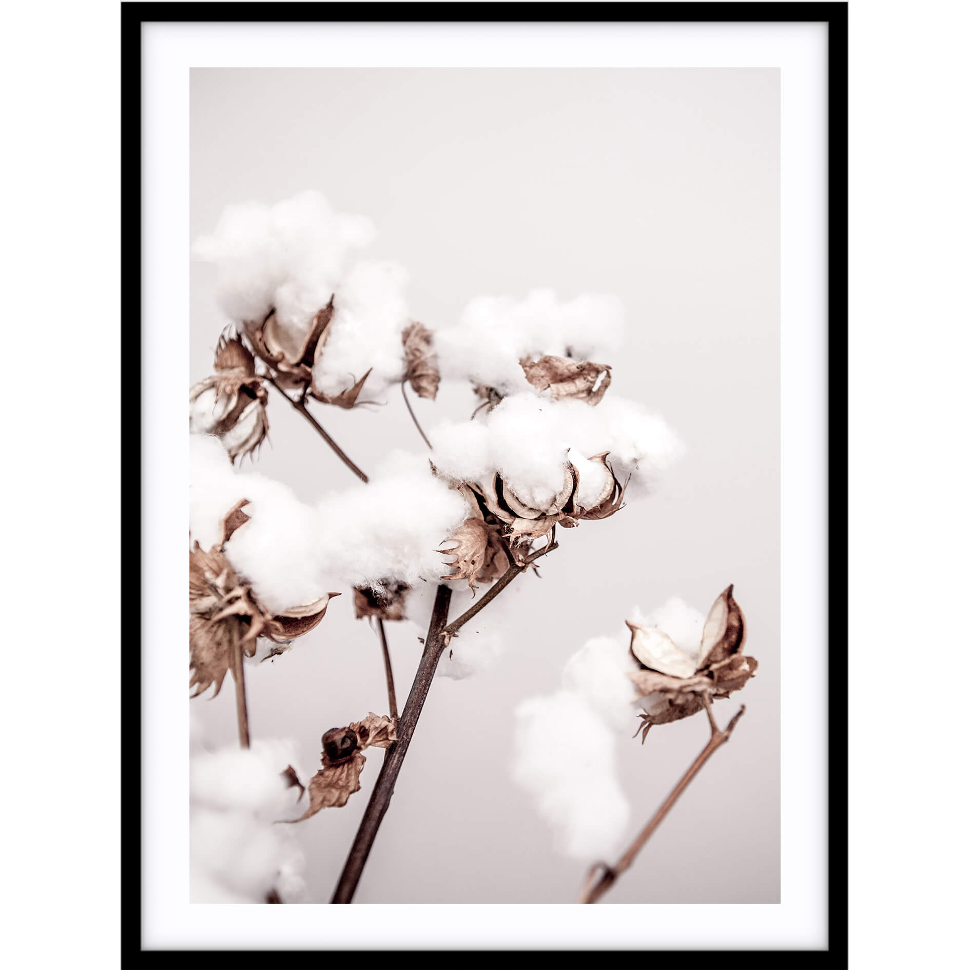 Love your space Cotton plant photographic print | Various sizes | Free Shipping |The Home Maven