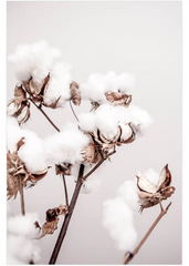 Love your space Cotton plant photographic print | Various sizes | Free Shipping |The Home Maven