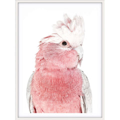 Love your space Iggy Pink Galah photographic print | Various sizes | The Home Maven
