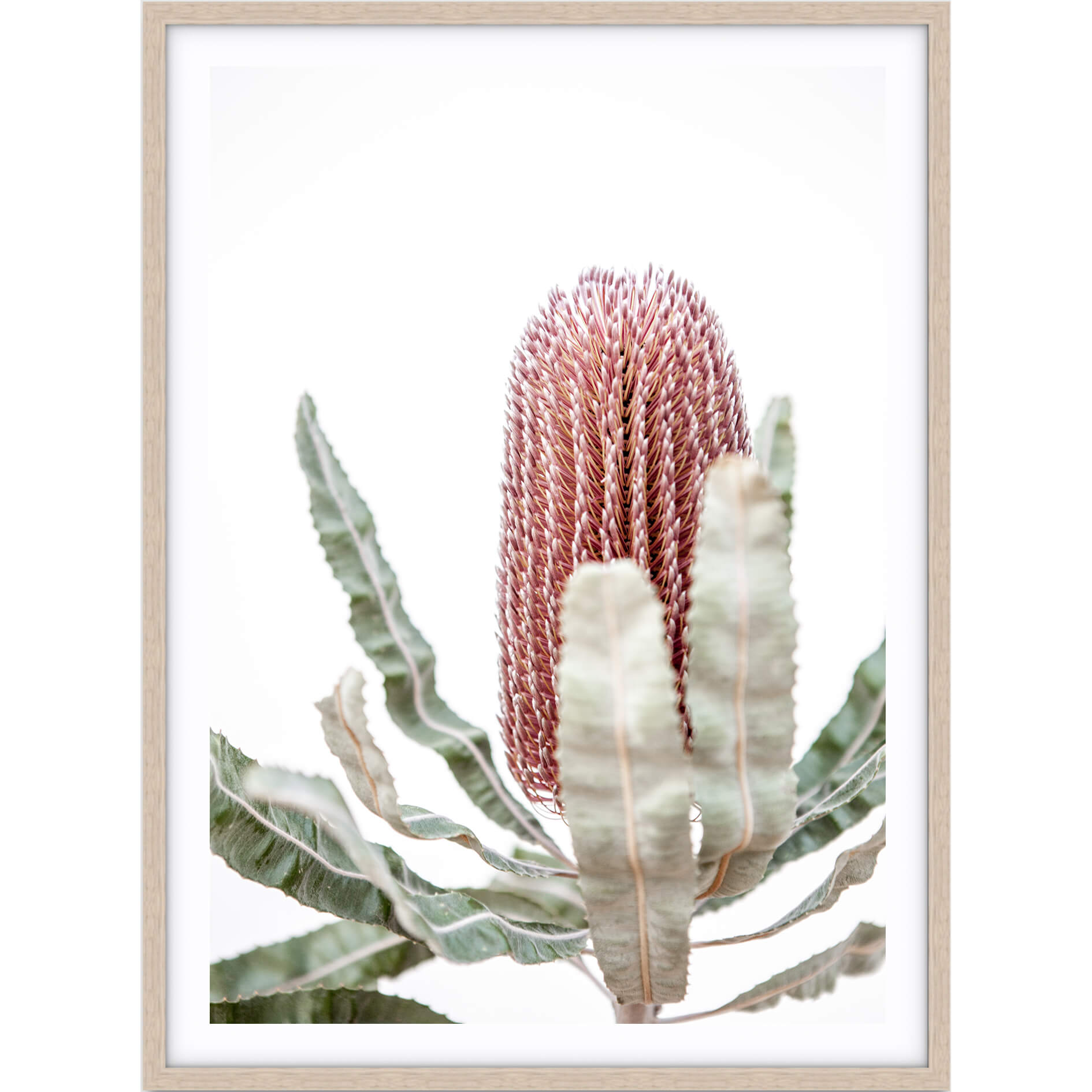 Love your space | Photographic Print Banksia III |The Home Maven