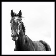 Black Beauty Horse I (Square) Photographic Print |various sizes |The Home Maven