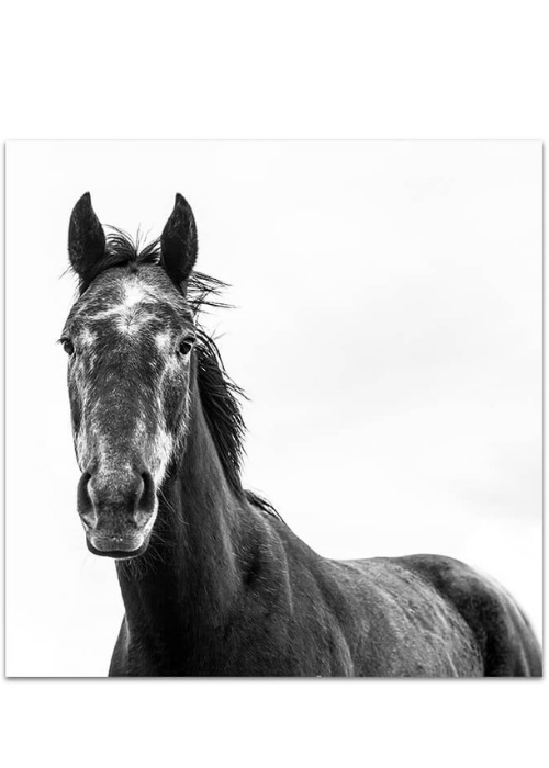 Black Beauty Horse I (Square) Photographic Print |$55 - $129 |The Home Maven