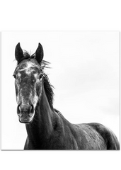 Black Beauty Horse I (Square) Photographic Print |$55 - $129 |The Home Maven
