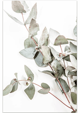 Love your space Eucalyptus I photographic Print |The Home Maven