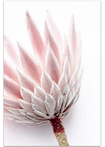 King Protea I Photographic Print styled -$35 - $119 |The Home Maven