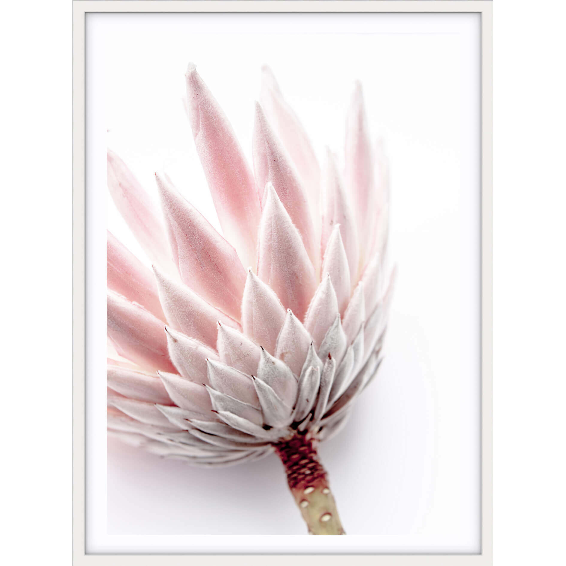 King Protea I Photographic Print styled -$35 - $119 |The Home Maven