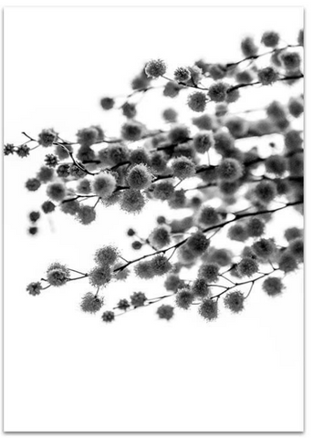 Australian Wattle Black and white photographic print - $35 - $119 |The Home Maven