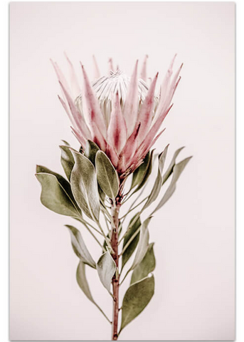 Love your space blushing king photographic Print - $35 - $119 |The Home Maven