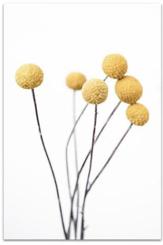 Billy Buttons Photographic Print | Various sizes - $35 - $119 |The Home Maven
