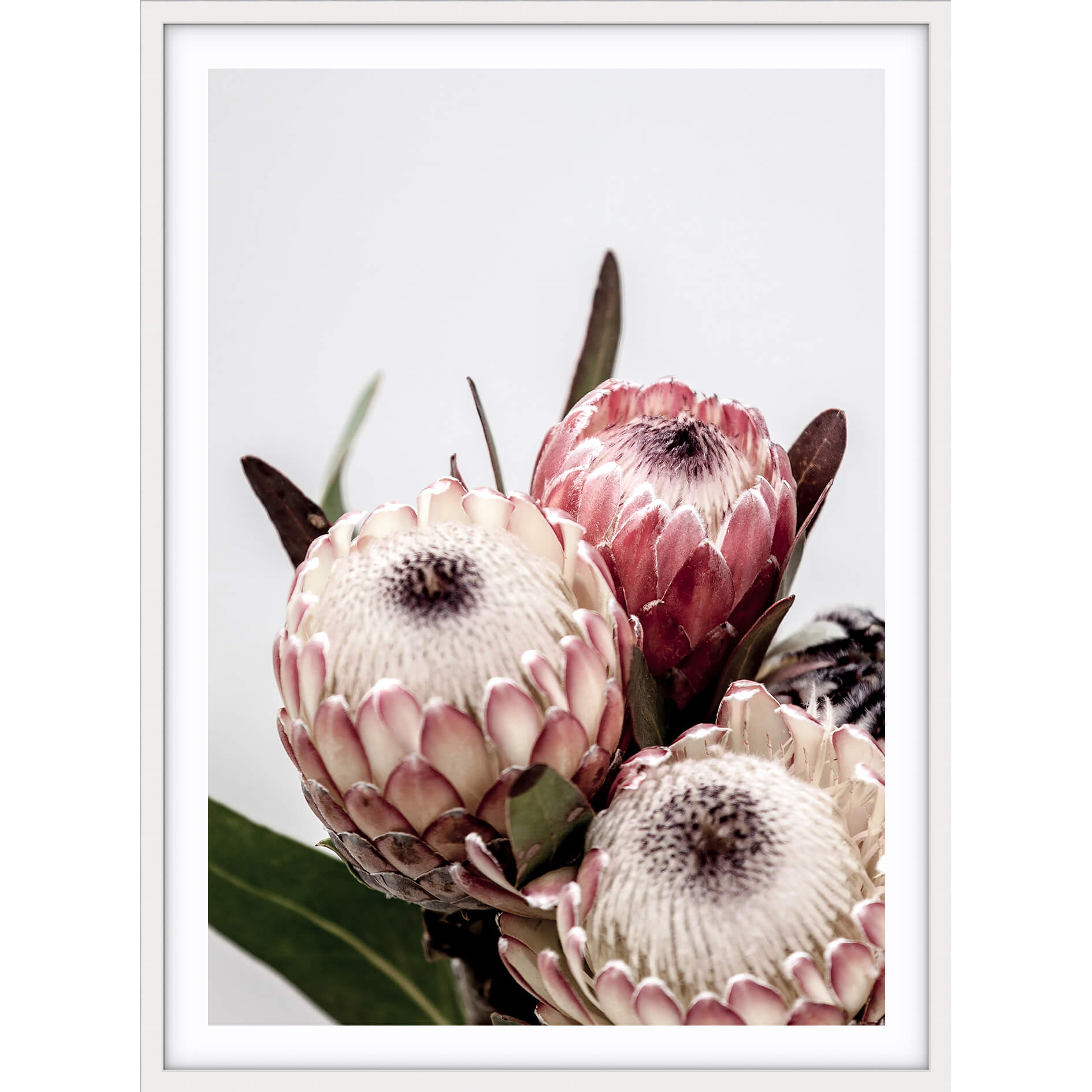 Love your space Protea I photographic print | Various sizes | The Home Maven 