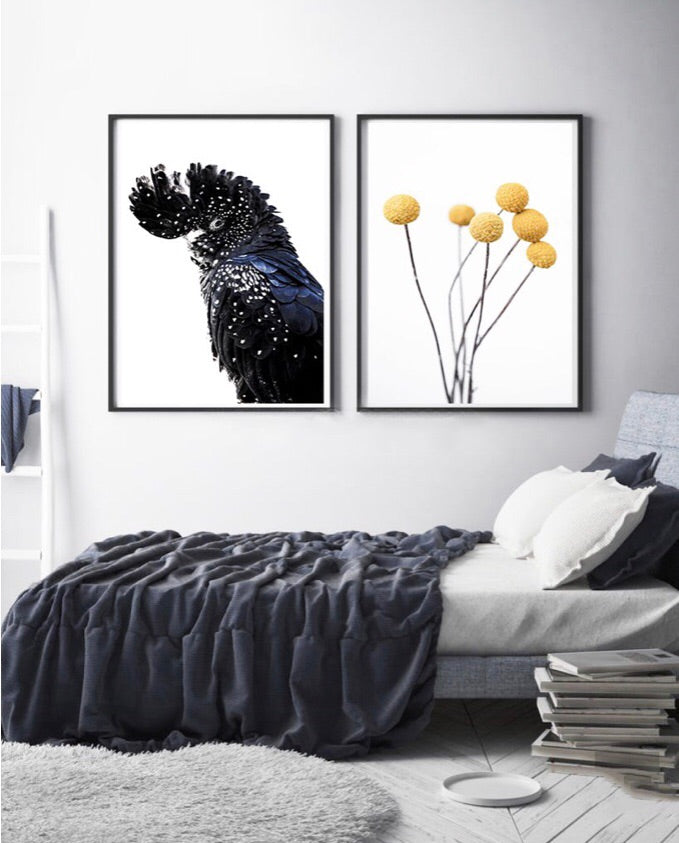 Love your space Black Cockatoo photographic Print |The Home Maven
