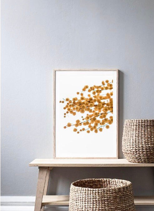 Love your space | Australian Golden Wattle - Photographic Print  |The Home Maven