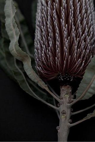 Love your space Dark Banksia II -photographic Print - $35 - $119 | The Home Maven 